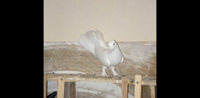 qara baslar satilir 50 azn qalan quslar ucun maya axtarilir tecili