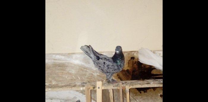 qara baslar satilir 50 azn qalan quslar ucun maya axtarilir tecili