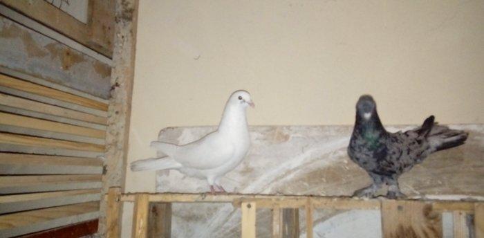 qara baslar satilir 50 azn qalan quslar ucun maya axtarilir tecili