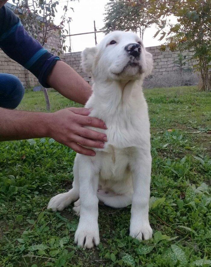 satlir cinsi ala bay dişdi şhatsapda ve ya telde elaqə saglaya bilersi