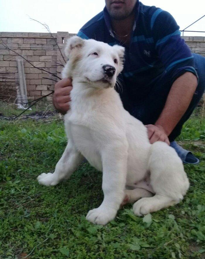 satlir cinsi ala bay dişdi şhatsapda ve ya telde elaqə saglaya bilersi