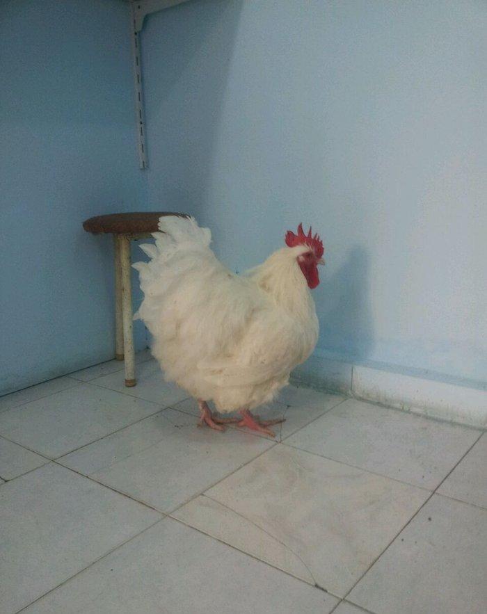 9 aylig arpikton xoruzu satilir peyvend olub tam saglam heyvandi