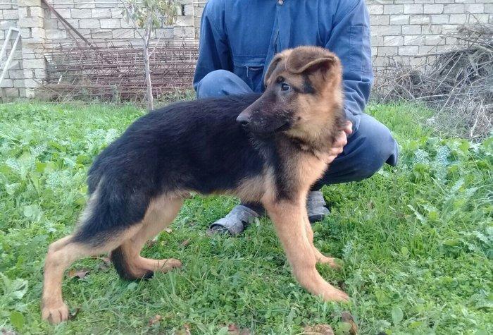 satlir cinsi afcarka  erkeydi şhatsapp ve ya telde elaqe saglaya biler