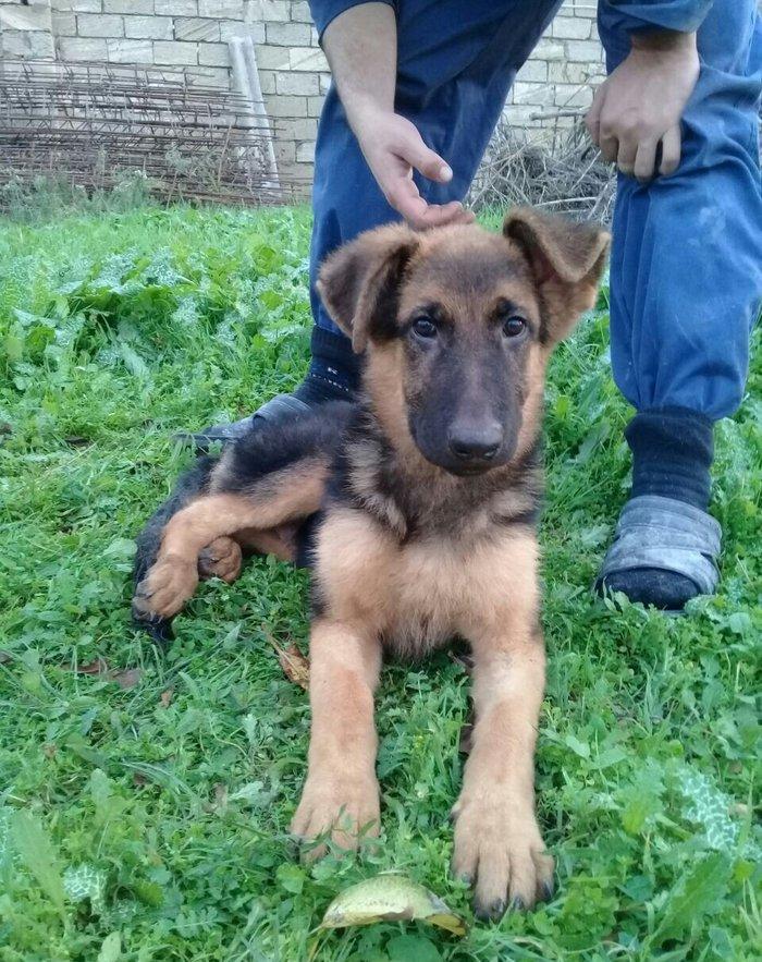 satlir cinsi afcarka  erkeydi şhatsapp ve ya telde elaqe saglaya biler