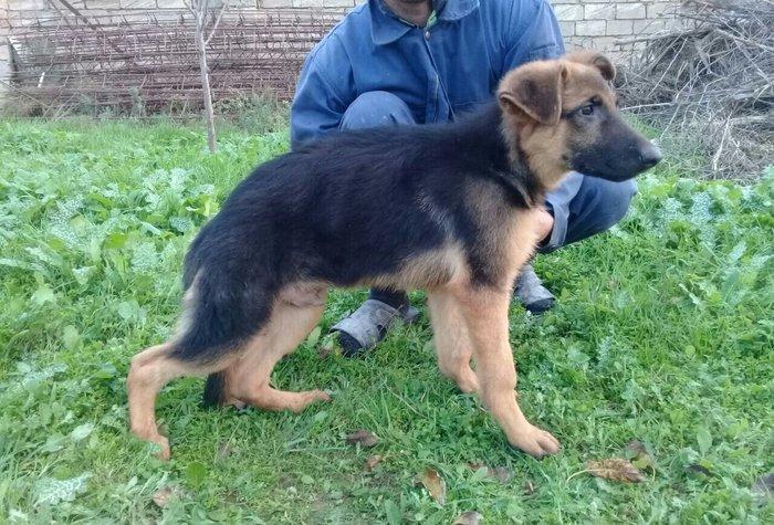 satlir cinsi afcarka  erkeydi şhatsapp ve ya telde elaqe saglaya biler