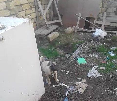 Kanqal balasidi 3 ay yarimdi .temiz qandi ana ata temiz kanqaldi .