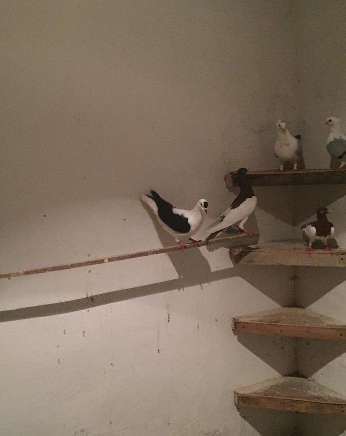 Bu cepe maya axtarılır ozu kimi kimde varsa bu nomre ile elaqe saxlası