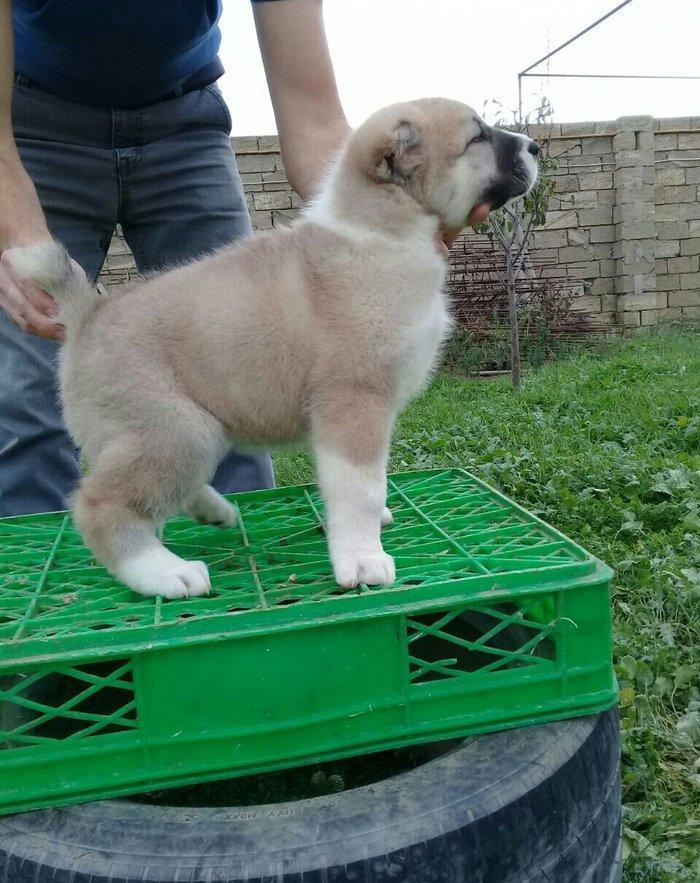 salam cinsi ala bay satlit tel ve ya şhatsapda elaqa saglaya bilersiz