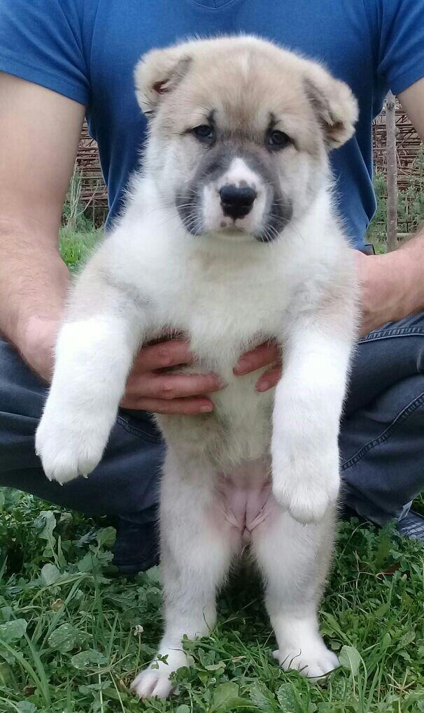 salam cinsi ala bay satlit tel ve ya şhatsapda elaqa saglaya bilersiz