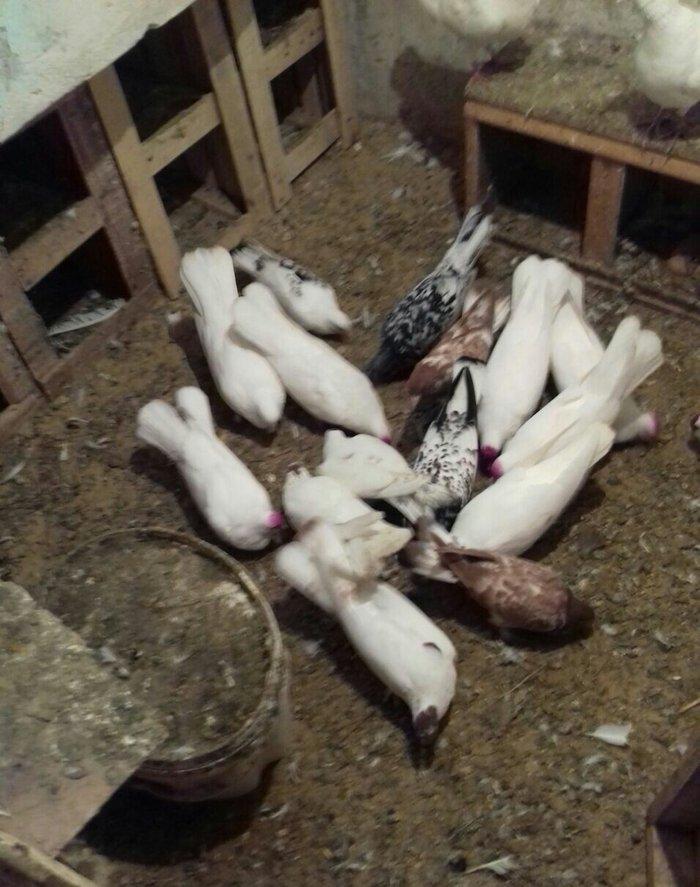 ag enli quyruglar 16 17 18 tuk real alici narahat elesin  wh