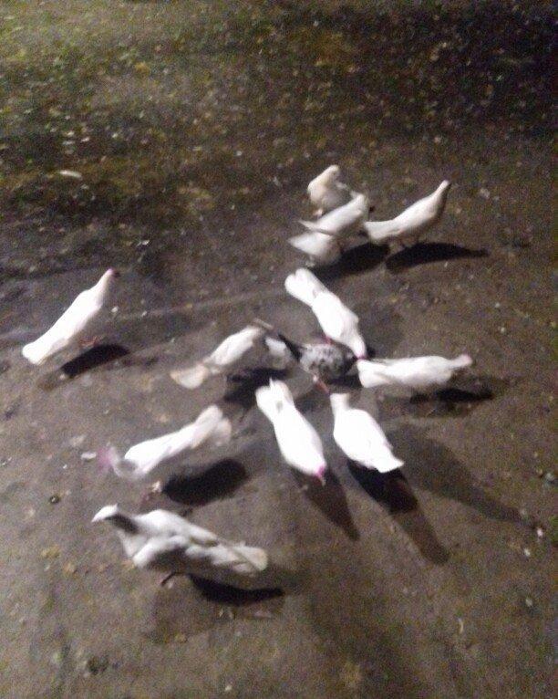 ag enli quyruglar 16 17 18 tuk real alici narahat elesin  wh