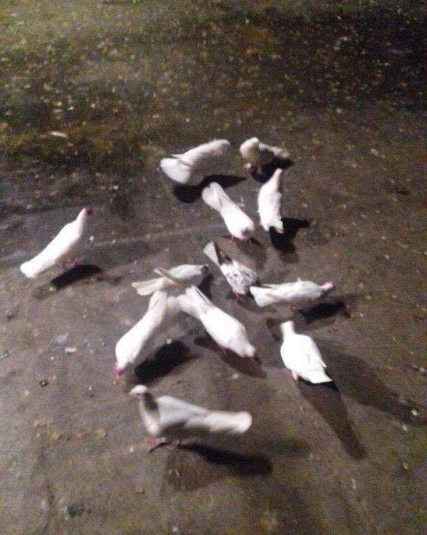 ag enli quyruglar 16 17 18 tuk real alici narahat elesin  wh