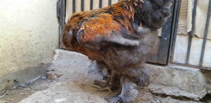 Brama gold xoruzu satılır. Sağlam və aktiv 1 illik xoruzdur.