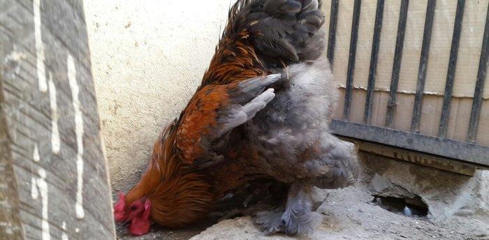 Brama gold xoruzu satılır. Sağlam və aktiv 1 illik xoruzdur.