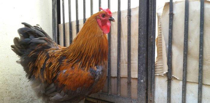 Brama gold xoruzu satılır. Sağlam və aktiv 1 illik xoruzdur.