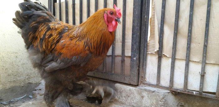 Brama gold xoruzu satılır. Sağlam və aktiv 1 illik xoruzdur.