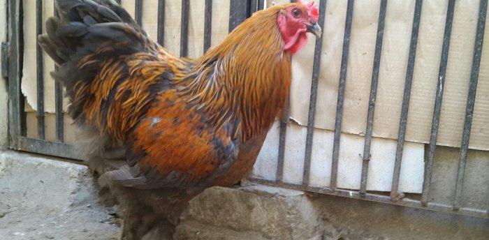 Brama gold xoruzu satılır. Sağlam və aktiv 1 illik xoruzdur.