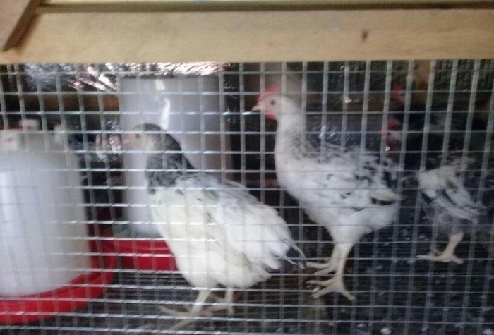 etlik kend siribrist cuceleri...
2 ayliq.
tam saglam
temiz çekisi 800.