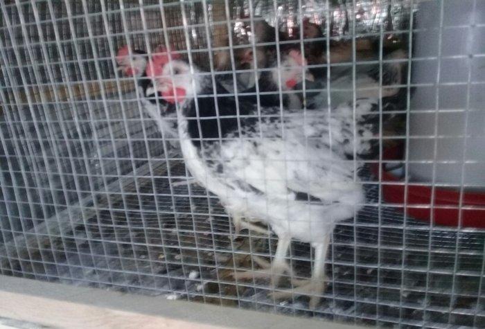 etlik kend siribrist cuceleri...
2 ayliq.
tam saglam
temiz çekisi 800.