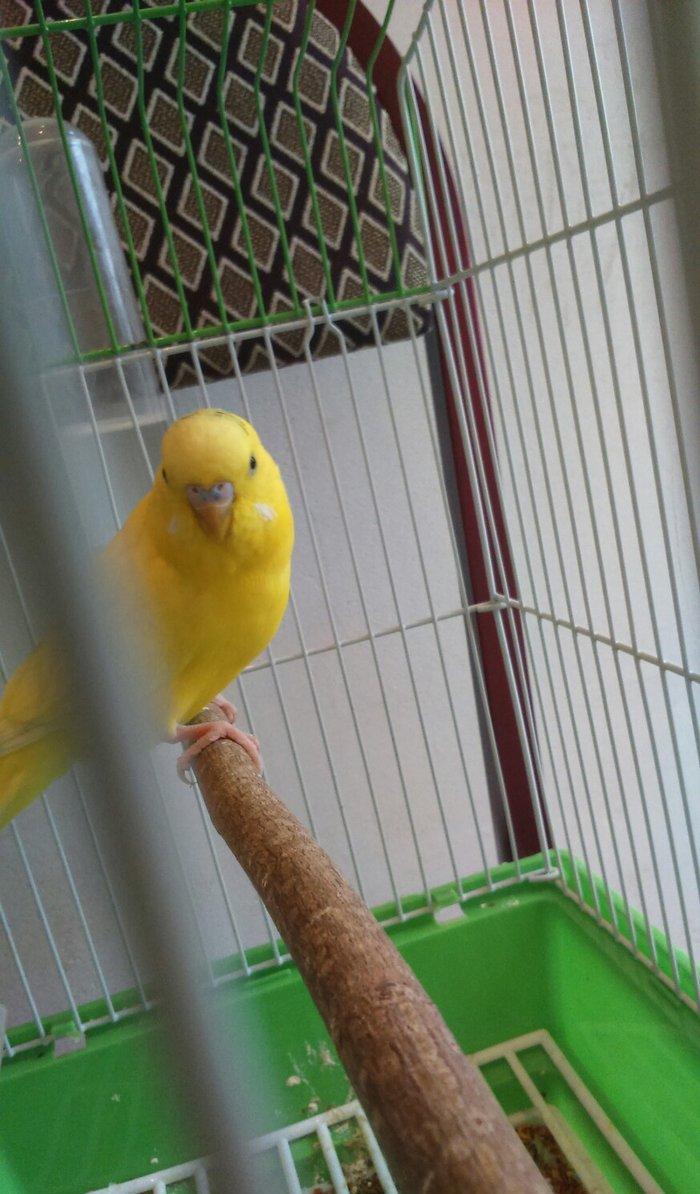 iki papuqadan ikiside erkekdir sari olan tayi 8-9 aylıq diger goy reng