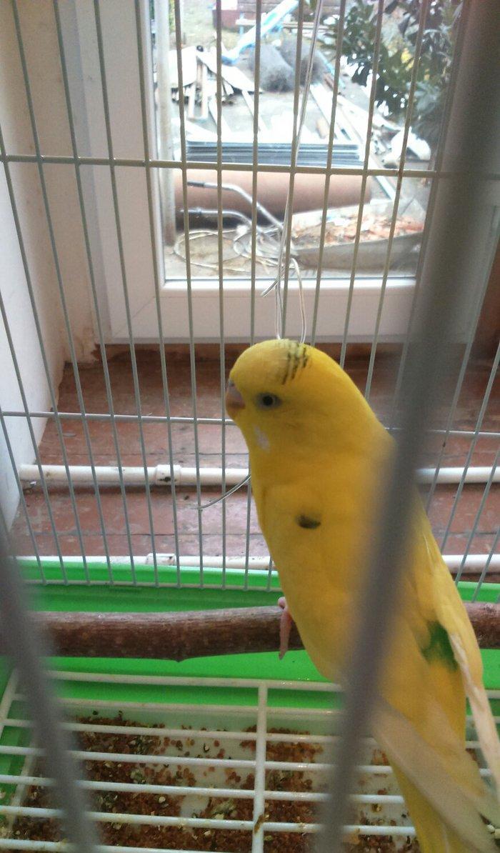 iki papuqadan ikiside erkekdir sari olan tayi 8-9 aylıq diger goy reng