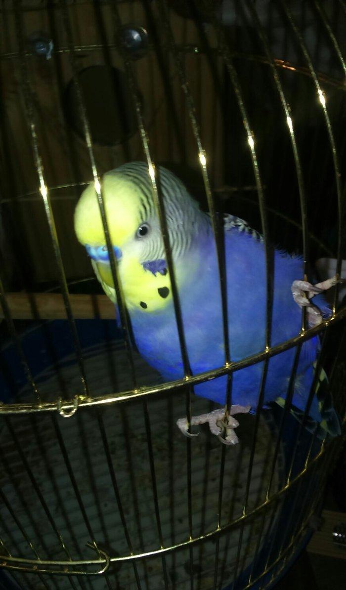 iki papuqadan ikiside erkekdir sari olan tayi 8-9 aylıq diger goy reng