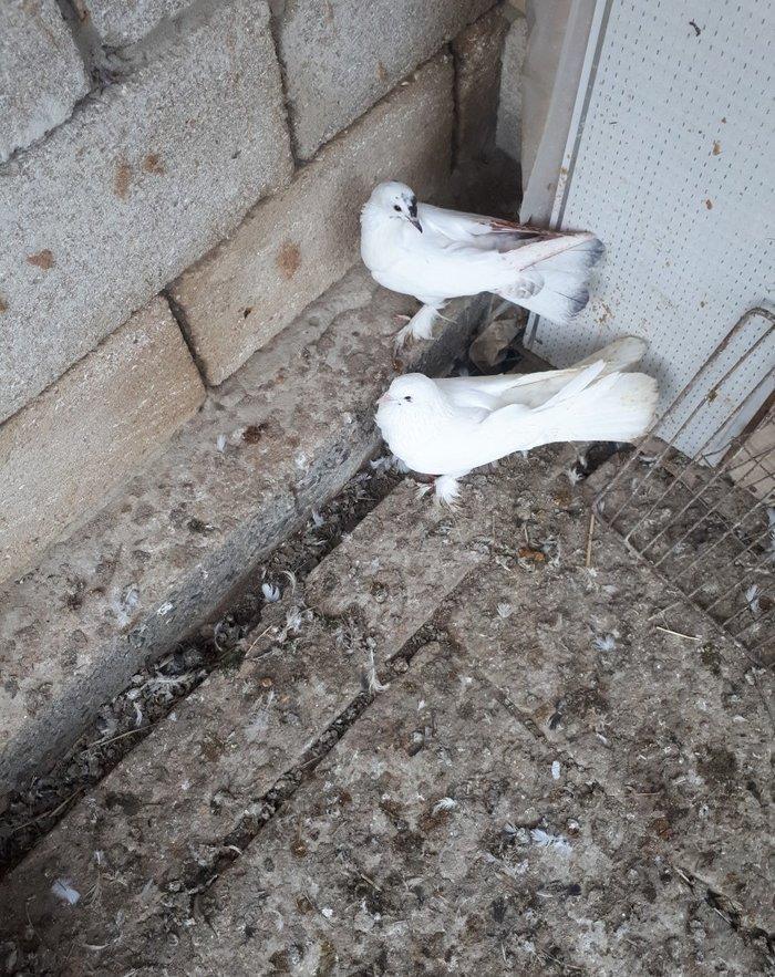 gozu xalli 18 qawqa 17 tukdu. cutu 60 azn. qawqanin oynamaqina soz yox