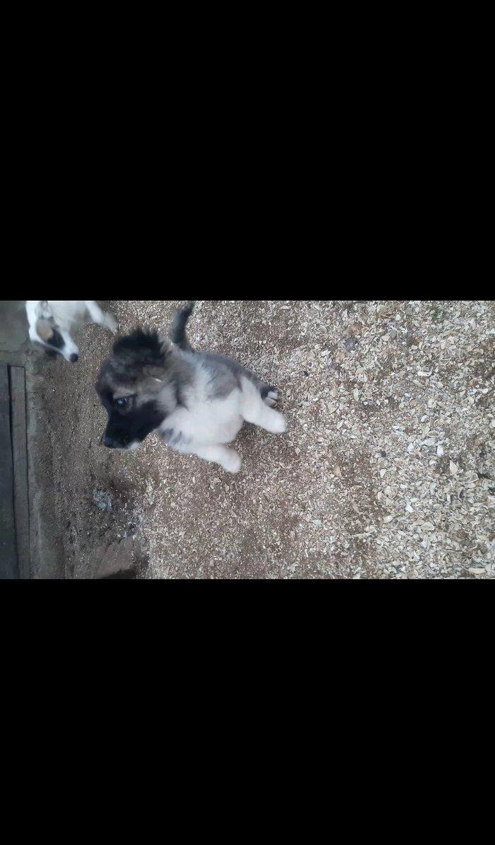 Собаки звонок. Tək biri 40 azn maraqlananlardan xahiş olunur əlavə məl