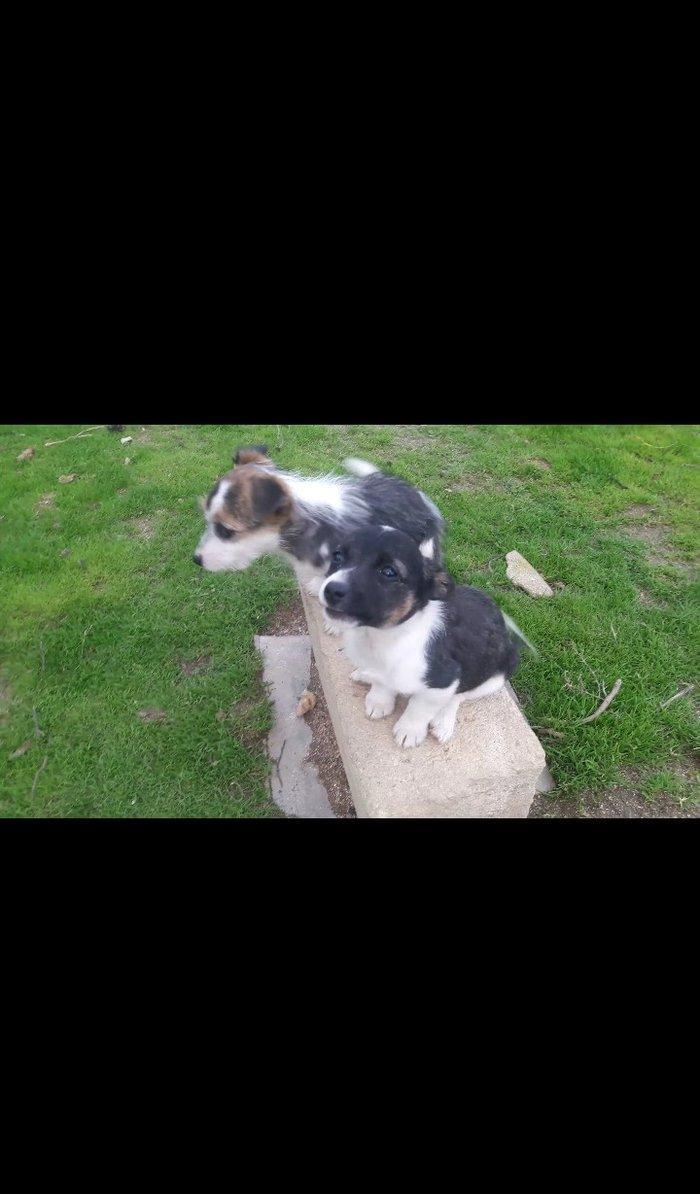 Собаки звонок. Tək biri 40 azn maraqlananlardan xahiş olunur əlavə məl