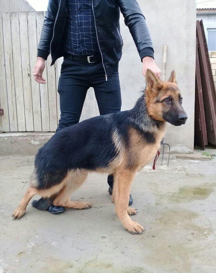 satlir cinsi afcarka erekydi elavə məllumat şhatsapp ve ya telde elaqe