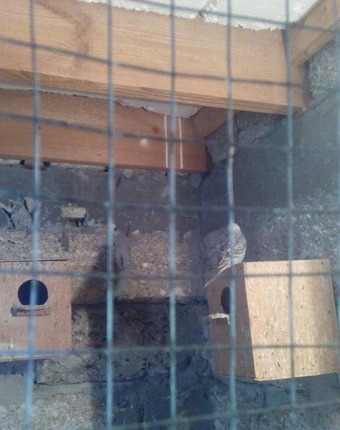 satıram hazır cut Papuqay bırı kül rengde bırıde sarı boynunda yasıl x