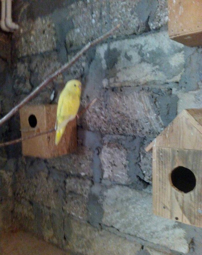 satıram hazır cut Papuqay bırı kül rengde bırıde sarı boynunda yasıl x