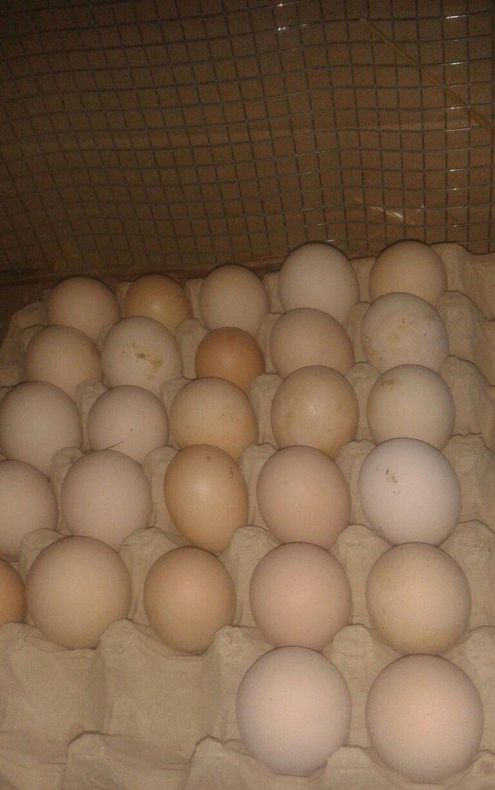 təmiz qol brama yumurtası satılır 3 azn  almaq istəyən heyvanlara gəli