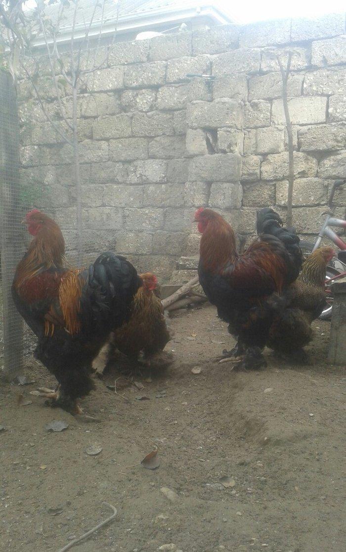 təmiz qol brama yumurtası satılır 3 azn  almaq istəyən heyvanlara gəli