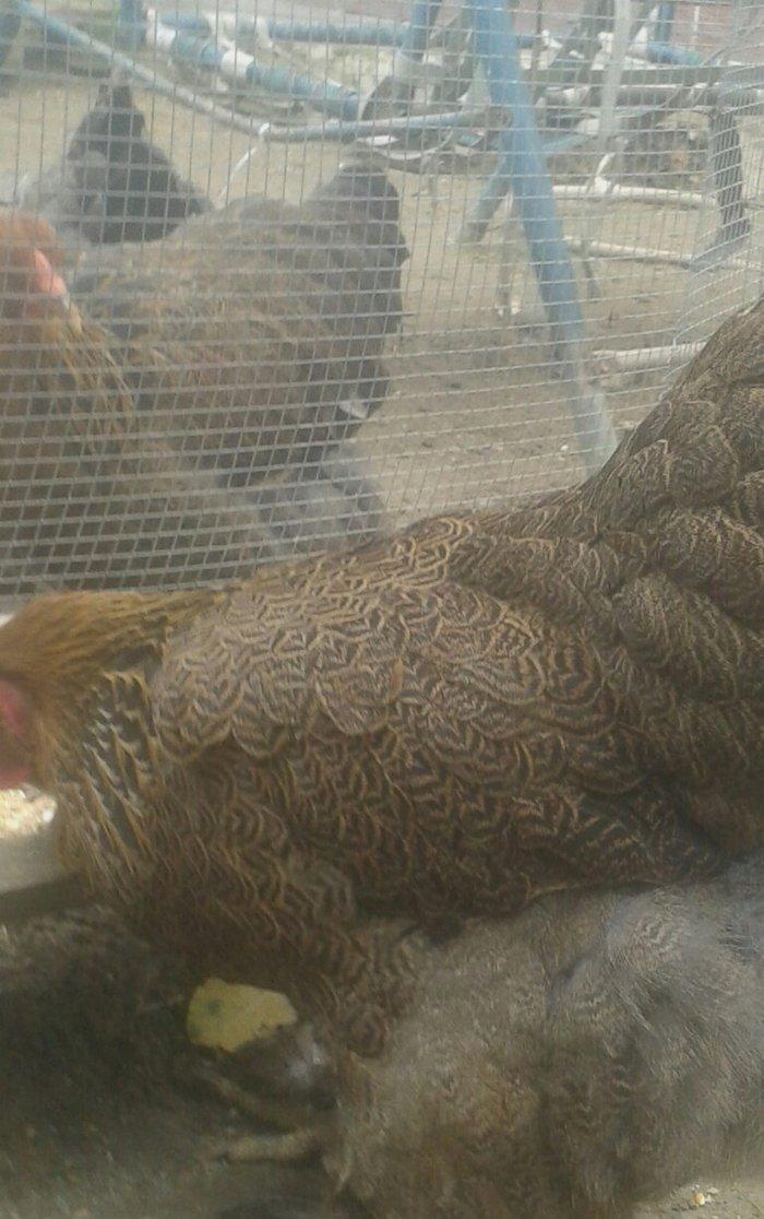 təmiz qol brama yumurtası satılır 3 azn  almaq istəyən heyvanlara gəli