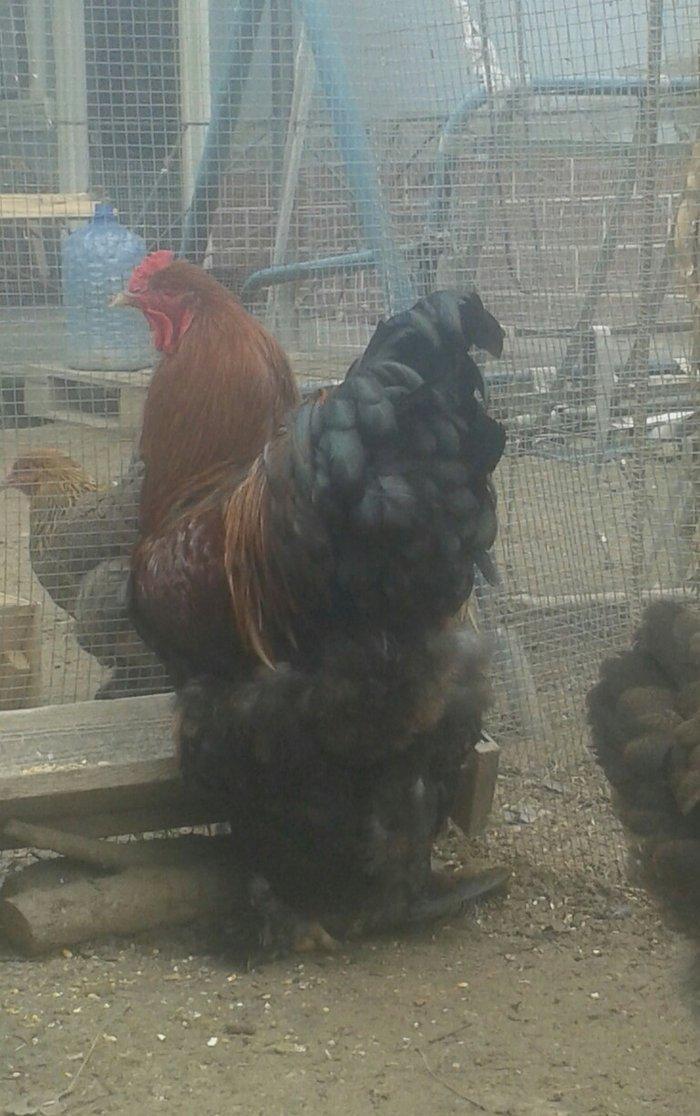 təmiz qol brama yumurtası satılır 3 azn  almaq istəyən heyvanlara gəli