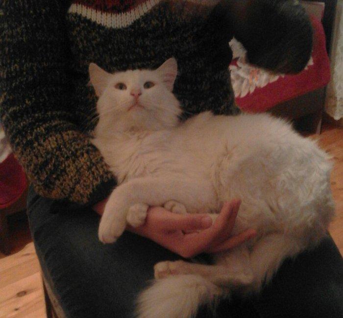 ag erkek  pishik, anqorla qarishiq, 1 yashi var, ev pishiyidir, biti