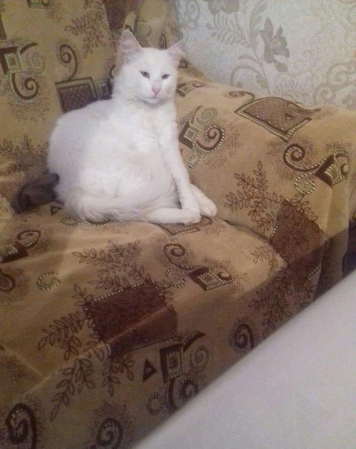 ag erkek  pishik, anqorla qarishiq, 1 yashi var, ev pishiyidir, biti