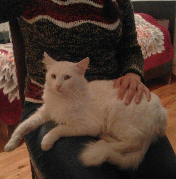 ag erkek  pishik, anqorla qarishiq, 1 yashi var, ev pishiyidir, biti