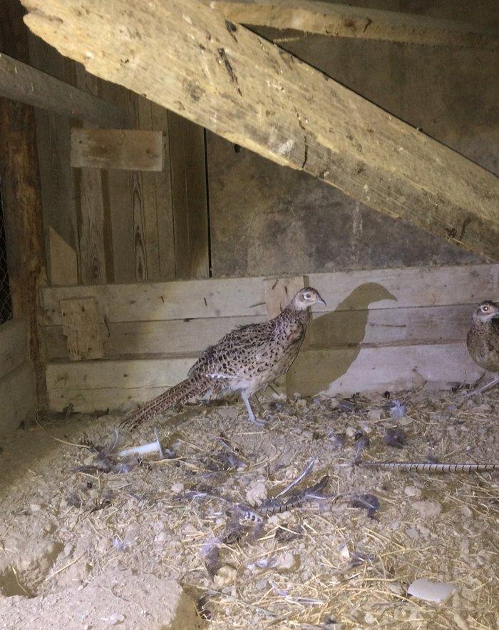 Qırqovul 3 birlikdə 80 manat 1 i xoruzdu il yarımlıqdı