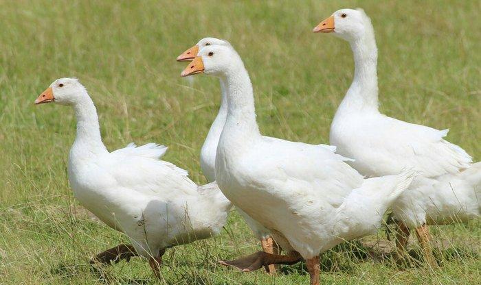 yanvar fevral ayinda yumurtdayacaq ag qaz ve ordekler. ordekler yumurt