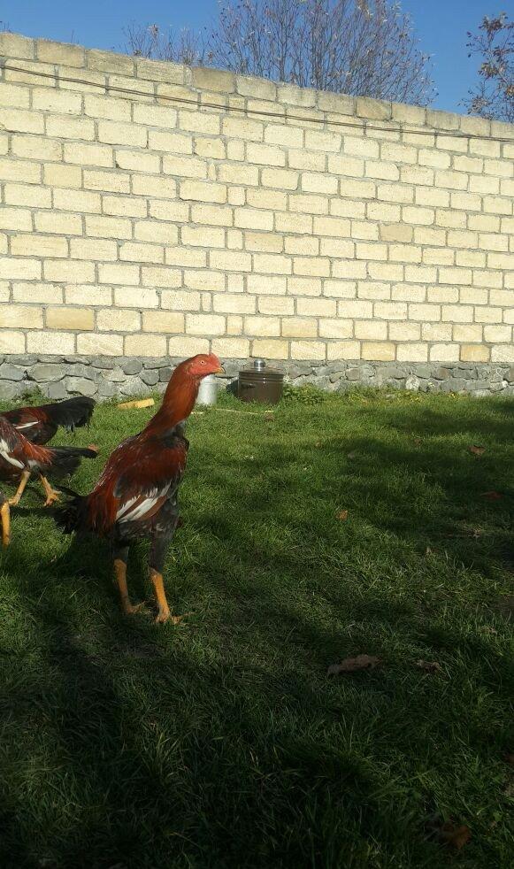 heyrati becesi fere toyuq doyus ucun temiz cins . doyusune soz yoxdu.