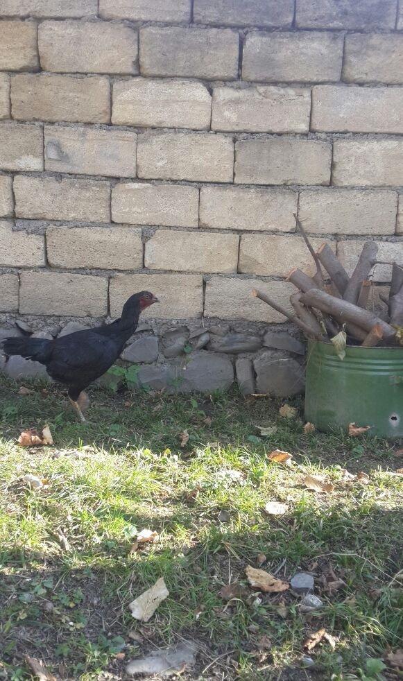 heyrati becesi fere toyuq doyus ucun temiz cins . doyusune soz yoxdu.