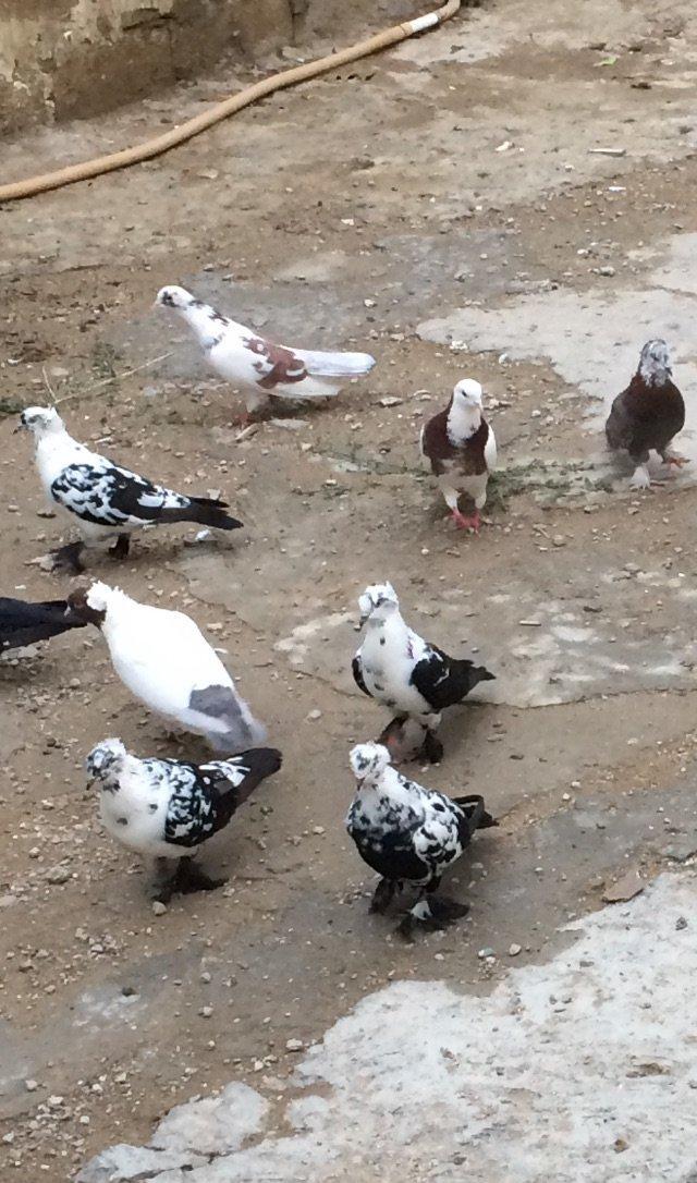 8 manatdan 20 eded qusQuslar goz qabagindadi 2 eded drakon qizgin er