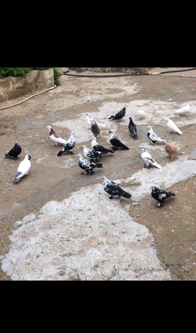 8 manatdan 20 eded qusQuslar goz qabagindadi 2 eded drakon qizgin er