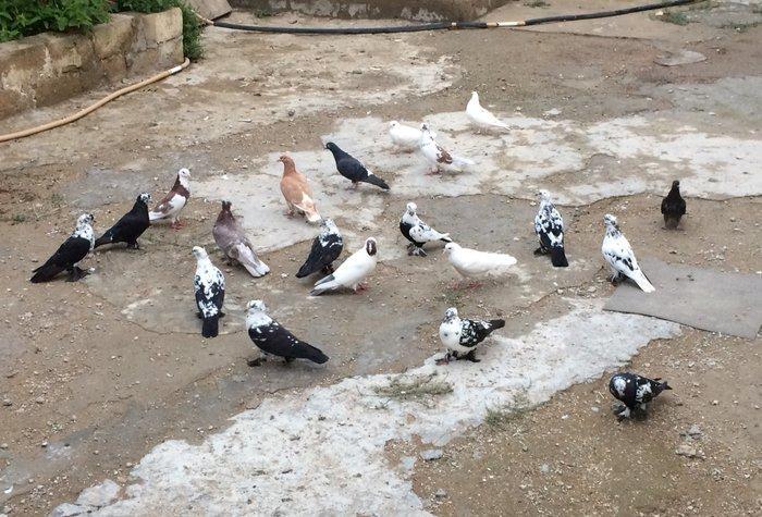 8 manatdan 20 eded qusQuslar goz qabagindadi 2 eded drakon qizgin er