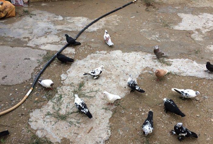 8 manatdan 20 eded qusQuslar goz qabagindadi 2 eded drakon qizgin er