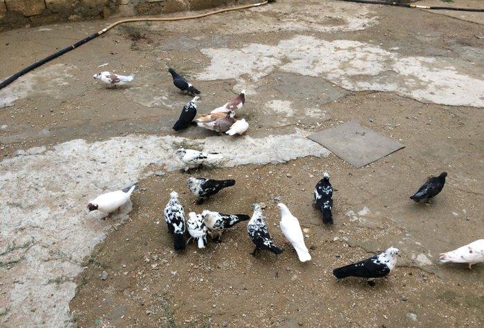 8 manatdan 20 eded qusQuslar goz qabagindadi 2 eded drakon qizgin er