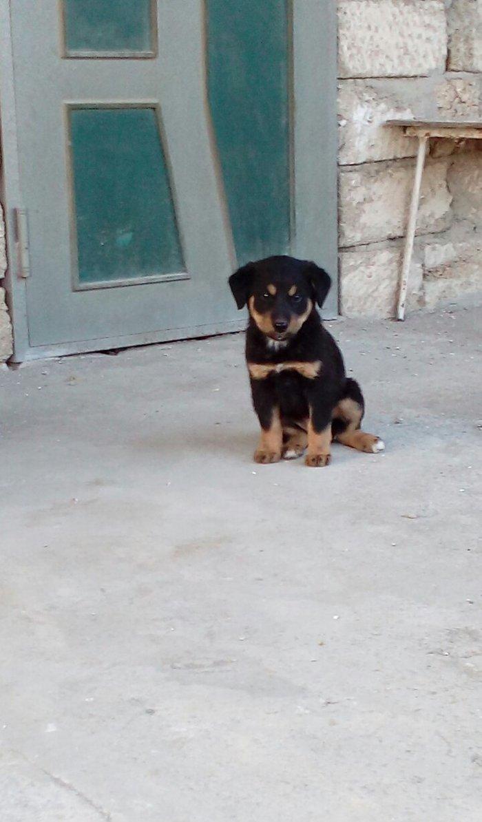 qoyun itiden donme kucuklardi anasi qoyun iti atasi heyat itidi iki ay