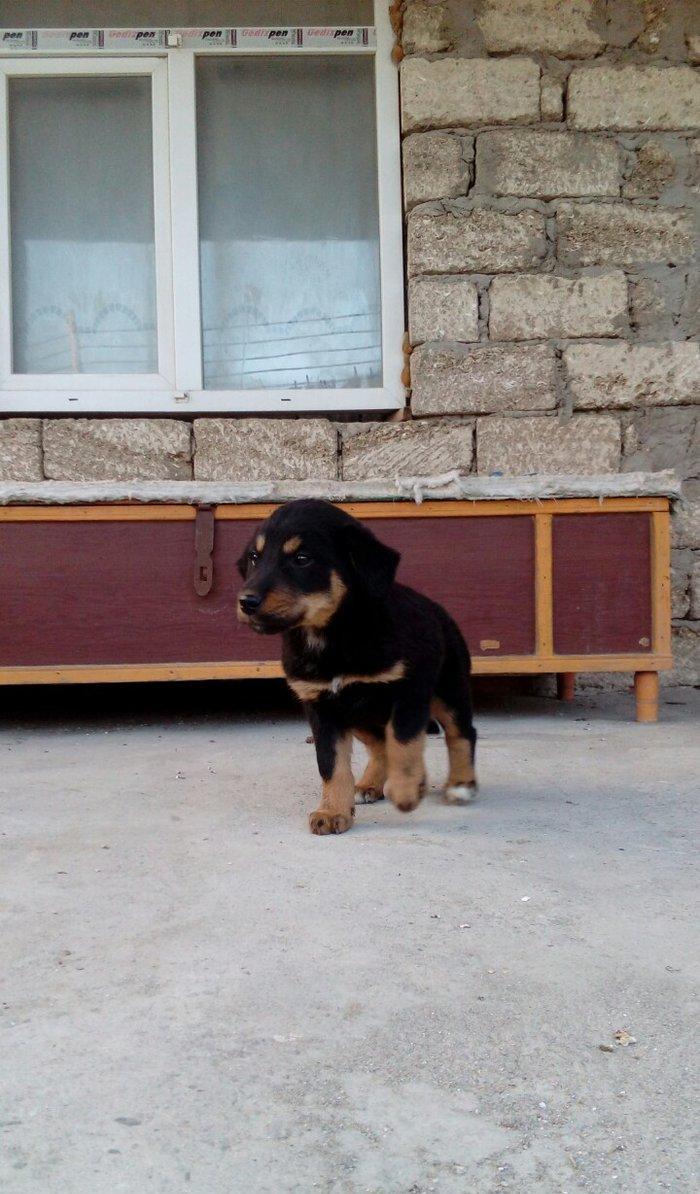 qoyun itiden donme kucuklardi anasi qoyun iti atasi heyat itidi iki ay